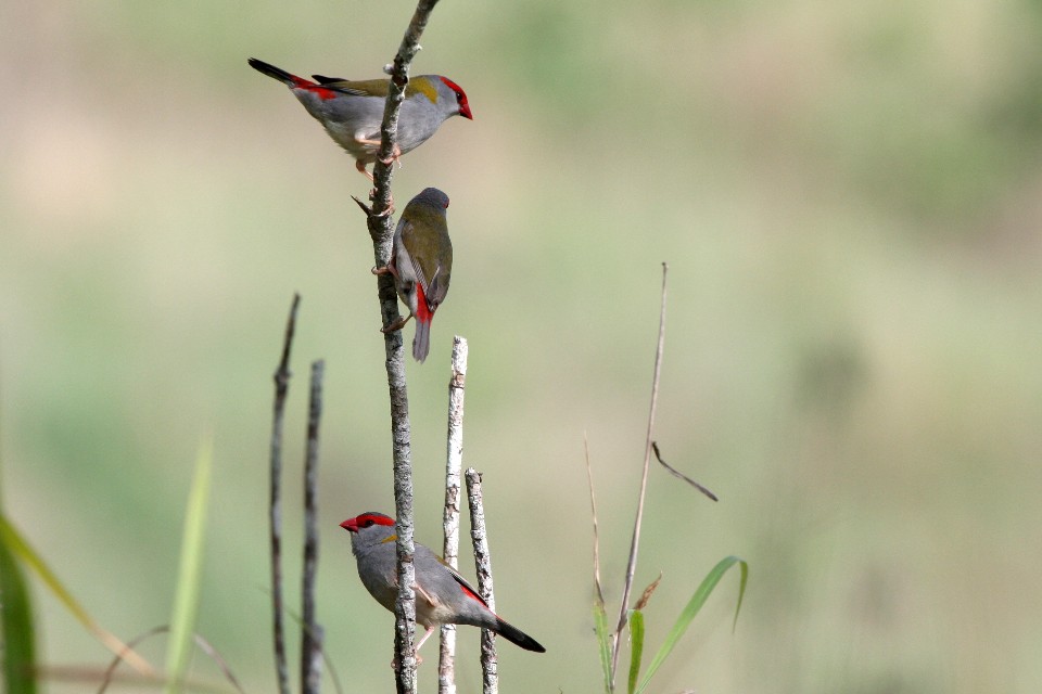 Red-browed Finch (Neochmia temporalis)